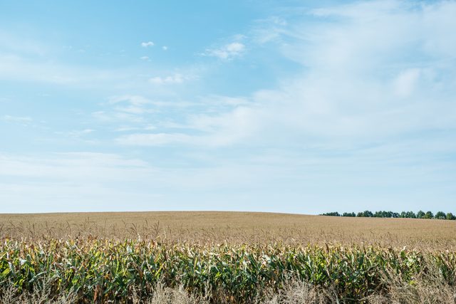 Autumnal field with corn and blue cloudy sky in Kansas representing divorce journey