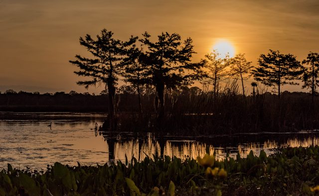 Louisiana sunset landscape representing accessible DIY divorce filing resources and self-help court options