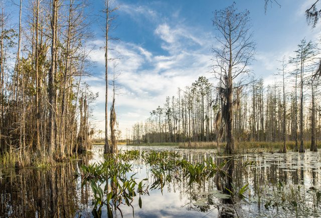 Louisiana bayou landscape representing separate property protection in divorce